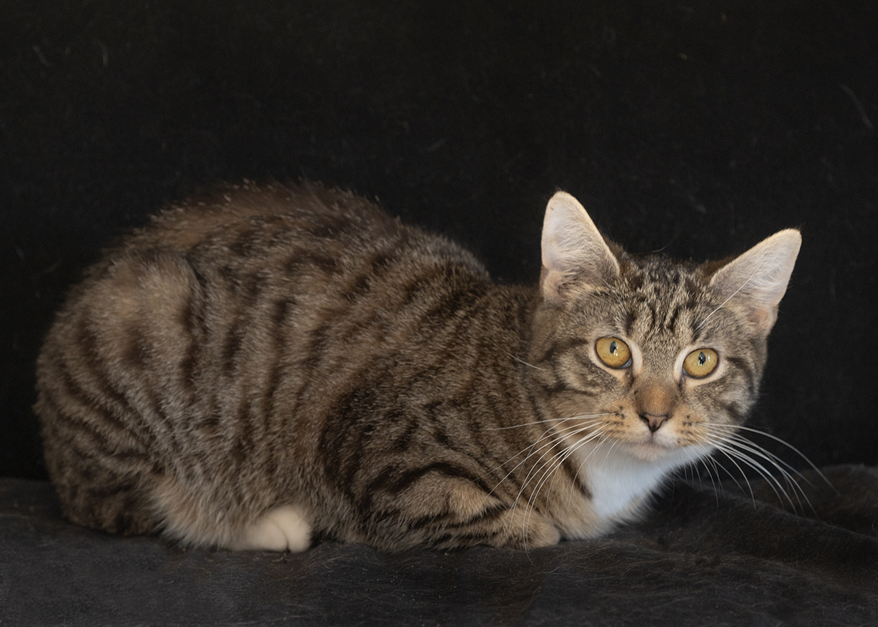 Top Cat Sanctuary cat photo
